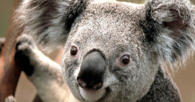 llllllllllll